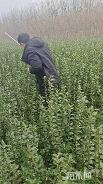 高度50厘米卫矛