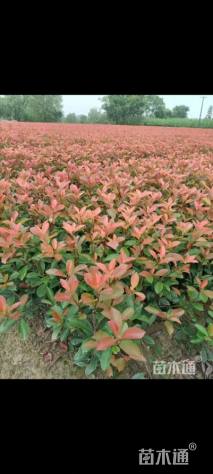 高度20厘米红叶石楠小苗