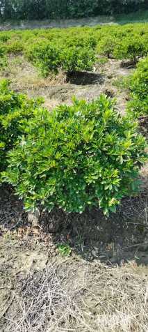 冠幅100厘米毛鹃球