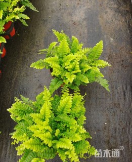 25厘米波斯顿蕨