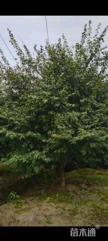 12公分鸡爪槭