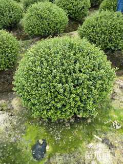 移栽苗完美冬青球