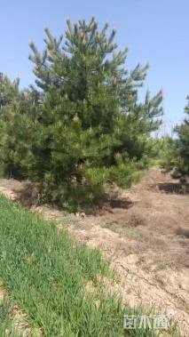 冠幅150厘米大叶黄杨球