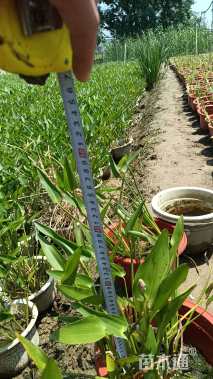 高度40厘米梭鱼草