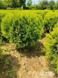 冠幅80厘米洒金柏球