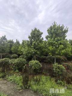 13公分美国红枫