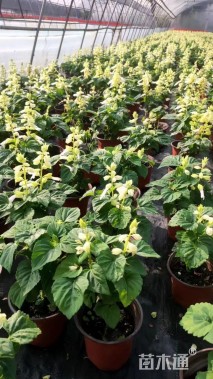 高度15厘米一串红