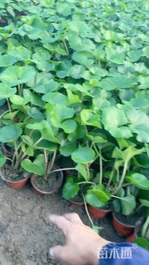 高度20厘米大吴风草