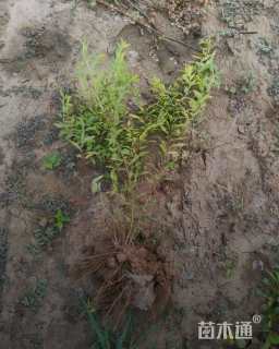 高度120厘米喷雪花