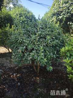 冠幅50厘米春鹃球