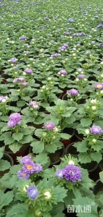 高度15厘米翠菊