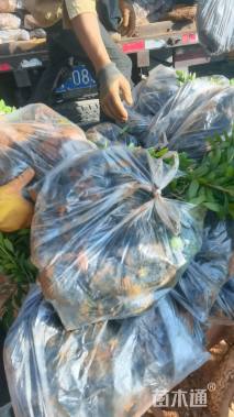 高度25厘米杜鹃