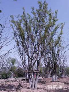 90公分丛生朴树