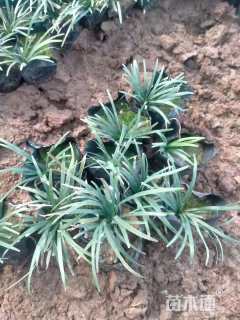 高度20厘米玉龙草