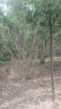 高度200厘米丛生木槿