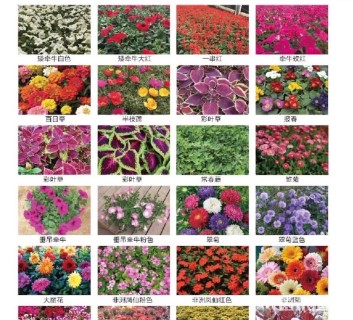 高度15厘米四季海棠