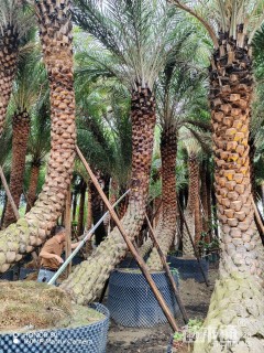 裸干高350厘米海枣