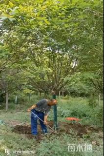 10公分日本晚樱