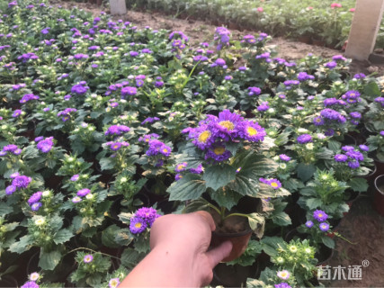 高度15厘米翠菊
