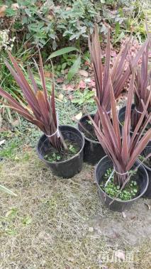 高度40厘米红巨人