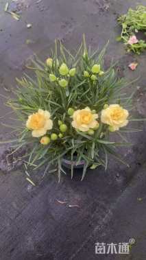 高度20厘米康乃馨