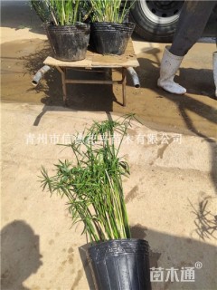 高度40厘米挺水植物-->旱伞草