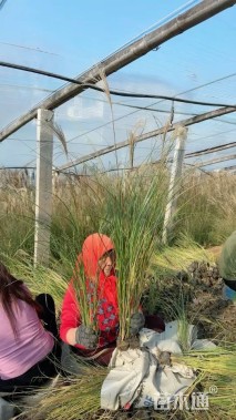 高度80厘米白羽芒