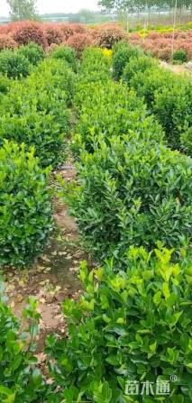 高度80厘米大叶黄杨