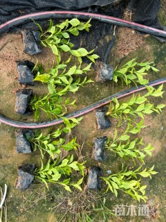 高度40厘米细叶芒