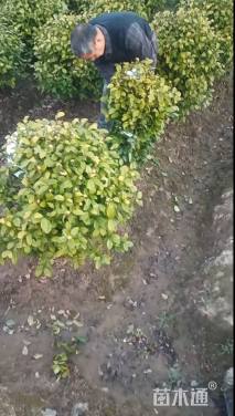 冠幅80厘米含笑球