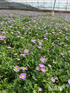 高度25厘米姬小菊