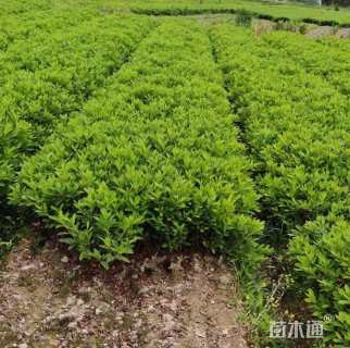 冠幅20厘米毛鹃球