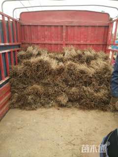 高度50厘米金叶莸