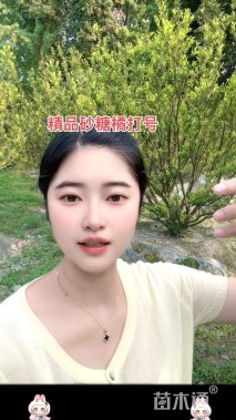 高度300厘米砂糖桔