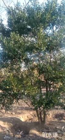 高度150厘米黄杨