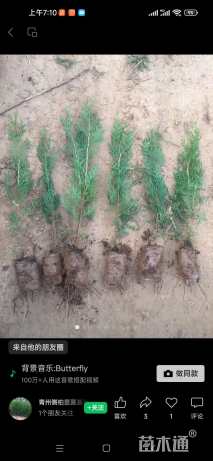 高度1.2厘米侧柏