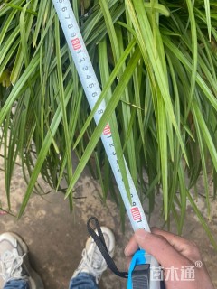 高度90厘米兰花