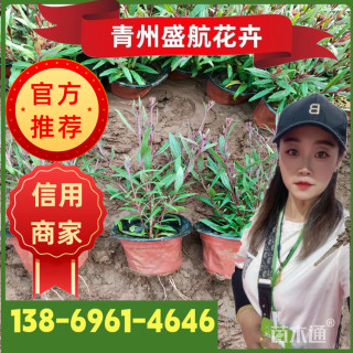 高度20厘米山桃草