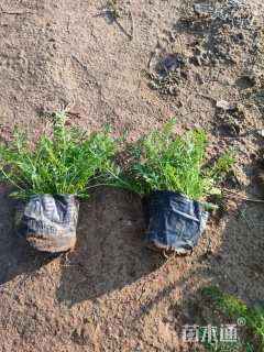 高度15厘米蓍草