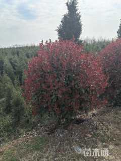 冠幅120厘米红叶石楠球