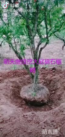 高度350厘米果石榴