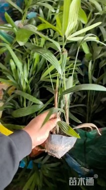 裸干高50厘米小叶棕竹