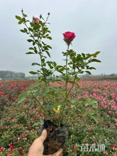 高度35厘米品种月季