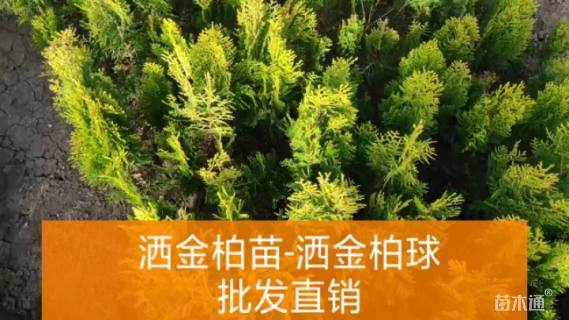 冠幅120厘米洒金柏球