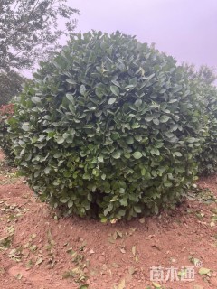 冠幅150厘米卫矛球