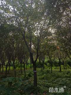 10公分日本晚樱