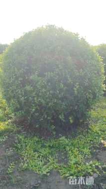 冠幅150厘米金叶榆球