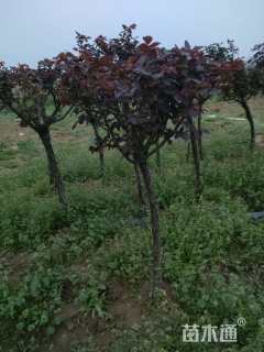 高度150厘米月季