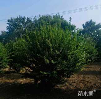 高度300厘米丛生石榴