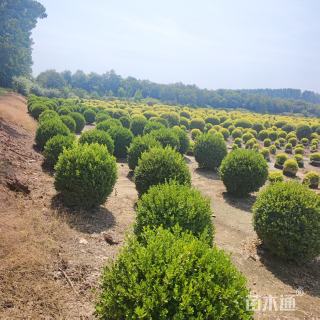 高度190厘米瓜子黄杨